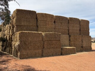Wheaten Hay Outside 1